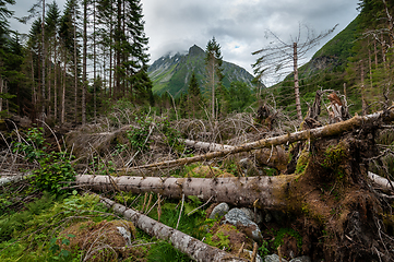 Image showing fir trees that have fallen over due to a storm