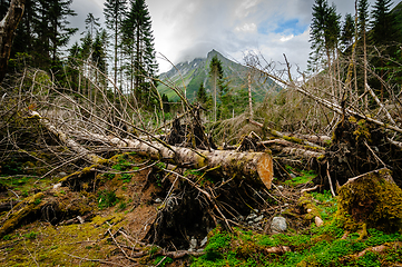 Image showing fir trees that have fallen over due to a storm