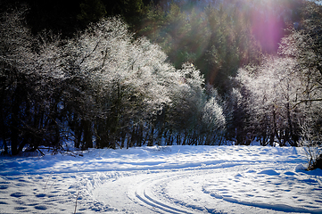 Image showing ski slope with trees in backlight