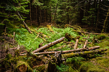 Image showing broken spruce trees after a storm in the forest floor