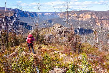 Image showing Walking through bushland in upper Blue Mountains