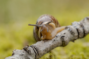 Image showing Snail slowly creeping along super macro close-up