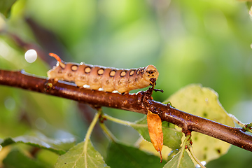 Image showing Caterpillar Bedstraw Hawk Moth crawls on a branch during the rai