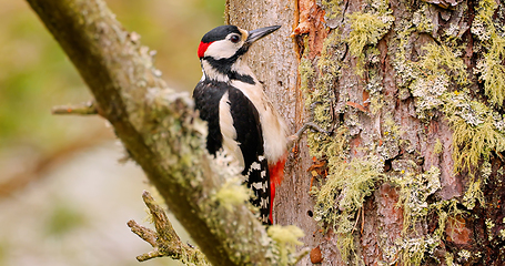 Image showing Great spotted woodpecker bird on a tree looking for food. Great