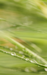 Image showing Green grass close-up super macro shooting.