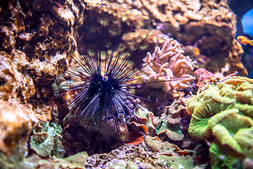 Image showing Black long spine urchin at coral reef. Diadema setosum is a spec