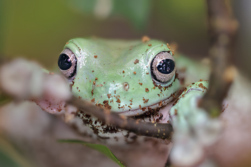 Image showing Australian blue tree frog, litoria (Litoria caerulea).