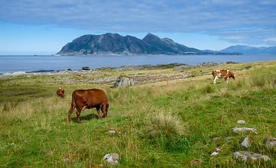 Image showing cows grazing on a beach with grass and the island of Goodøya ab