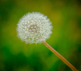 Image showing dandelion in backlight with green background