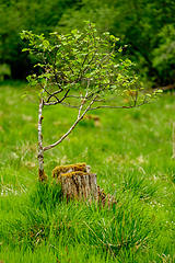 Image showing old tree stump with new wood growing