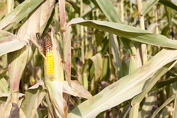 Image showing dry mature corn