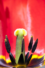 Image showing tulip red