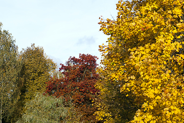 Image showing oak and maple