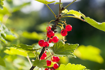 Image showing red currant