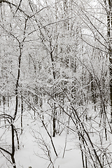 Image showing Snow drifts in winter