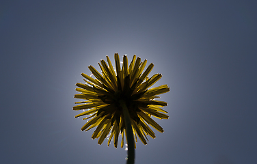Image showing yellow spring dandelion