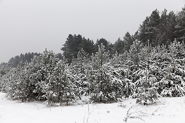 Image showing Winter landscape, snowfall