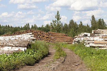 Image showing birch wood