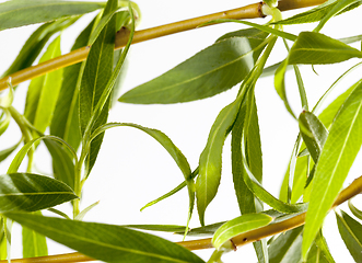 Image showing blooming buds