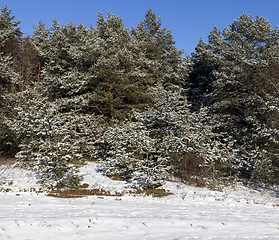 Image showing Pine forest in winter