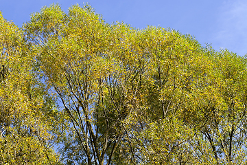 Image showing spring tree