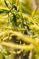 Image showing yellow flowers willow