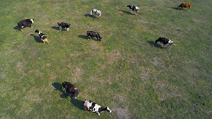 Image showing aerial view of cows on green pasture in Ukraine