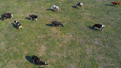 Image showing aerial view of cows on green pasture in Ukraine