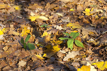 Image showing orange foliage