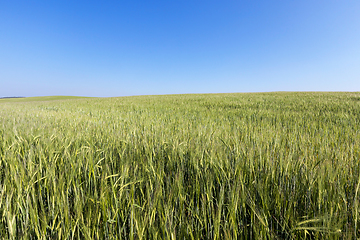 Image showing green unripe cereal