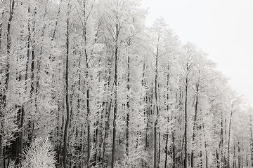 Image showing Photographed winter forest