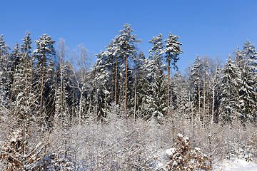 Image showing Trees in winter