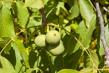 Image showing green walnut