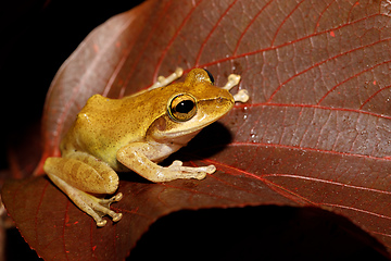 Image showing Beautiful small frog Boophis rhodoscelis Madagascar