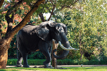 Image showing Elephant statue Sun City, Lost City in South Africa