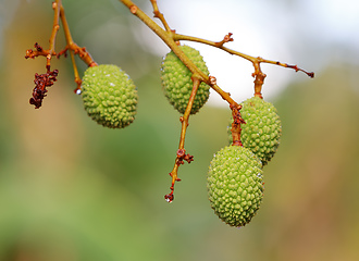 Image showing Unripe exotic fruit Lychee, madagascar