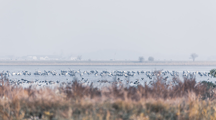 Image showing Common Crane in the Hortobagy, Hungary