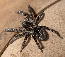 Image showing biggest european spider Geolycosa vultuosa
