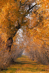 Image showing fall colored alley in Hortobagy, Hungary