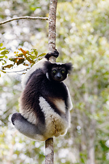 Image showing Black and white Lemur Indri on tree