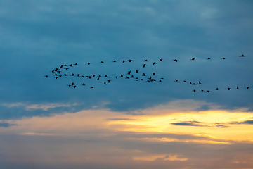 Image showing flying flock Common Crane, Hortobagy Hungary