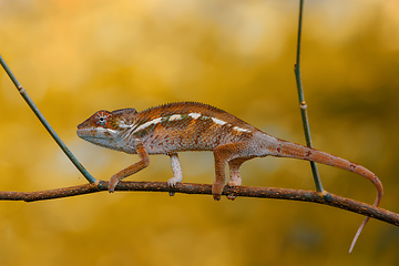 Image showing panther chameleon (Furcifer pardalis)