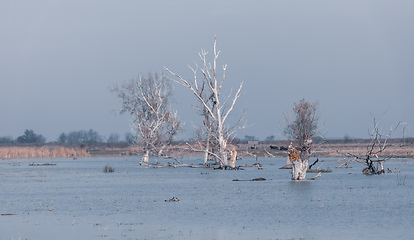 Image showing misty landscape of Hortobagy landscape