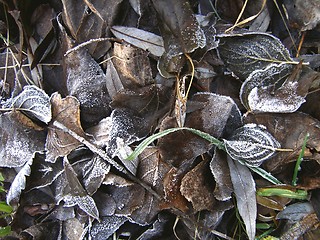 Image showing frost