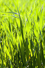 Image showing agricultural field