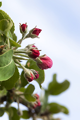 Image showing red buds of apple