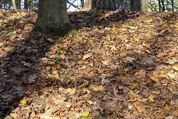 Image showing orange foliage