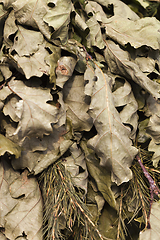 Image showing dried broom