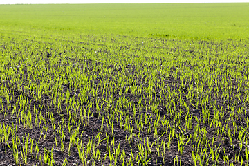 Image showing agricultural field