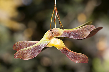 Image showing maple seeds